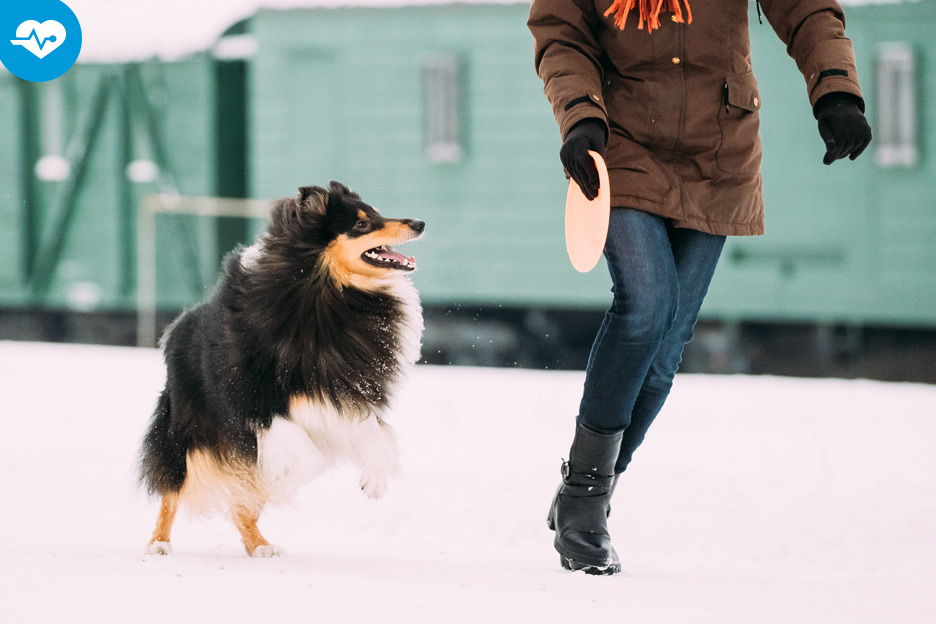 3 activities you can do with your dog
