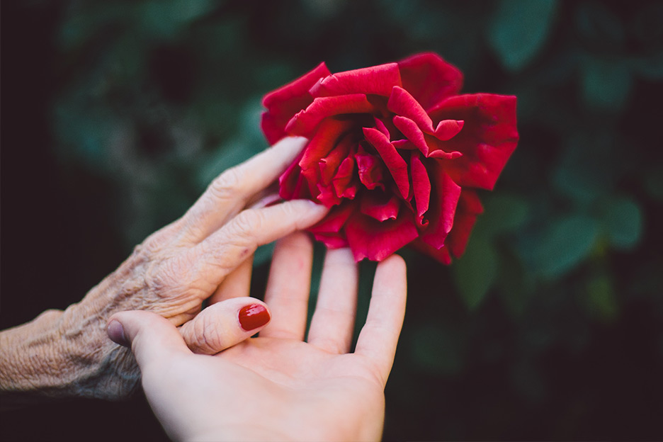 Red Roses Vased