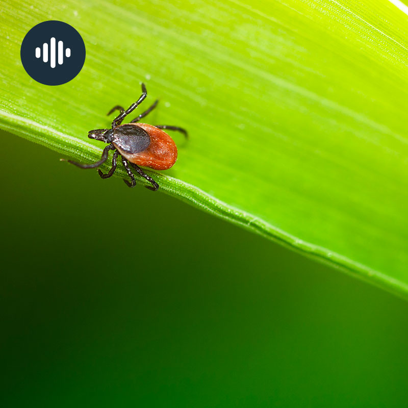 Avoir peur des tiques? Gros plan sur la maladie de Lyme