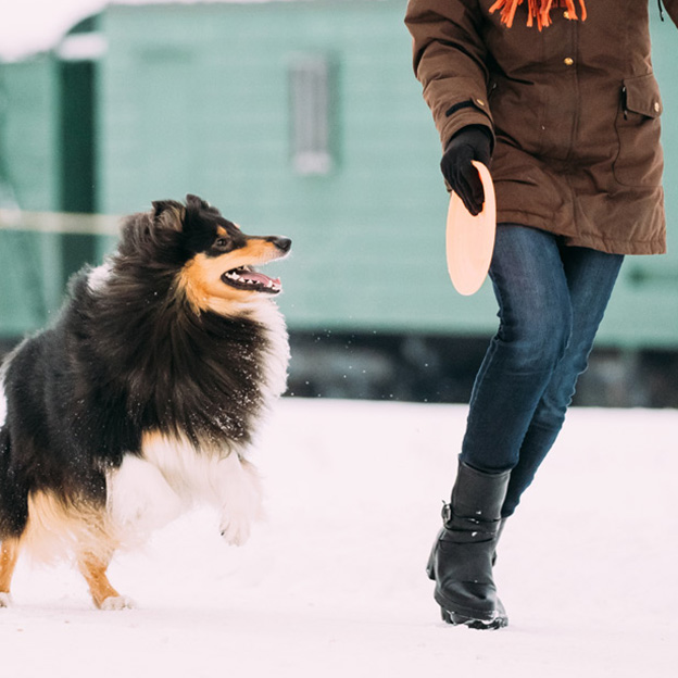 3 activités à faire avec son chien