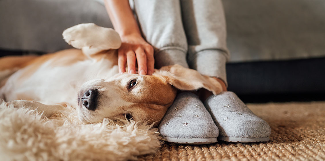 A person sitting in their living room is gently petting a Labrador retriever lying at their feet.