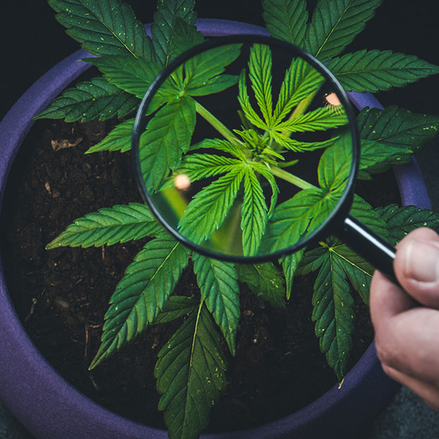 Cannabis FAQs: Our experts answer your questions