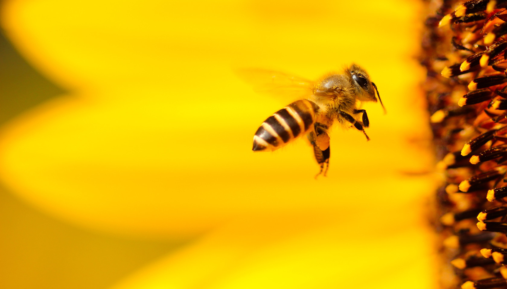 Bee