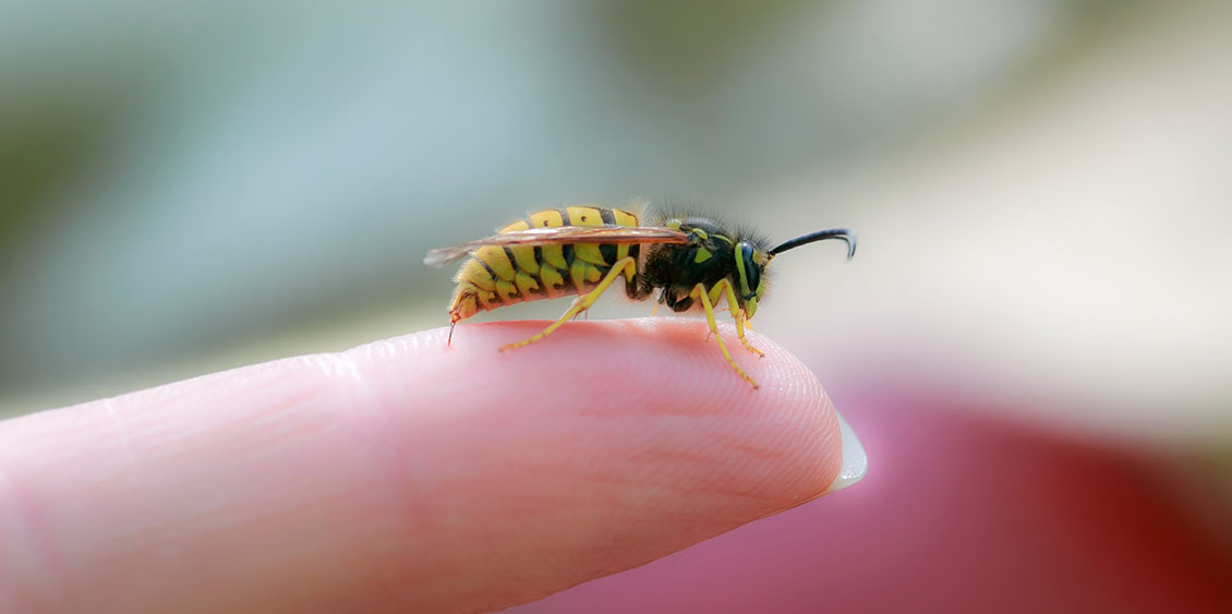 How to keep wasp stings from ruining your summer