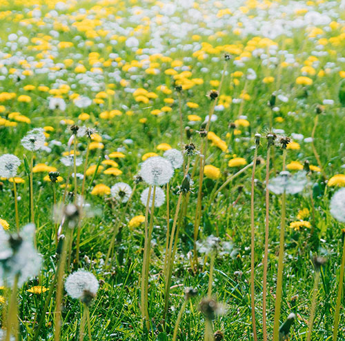 Champ de fleurs printanier